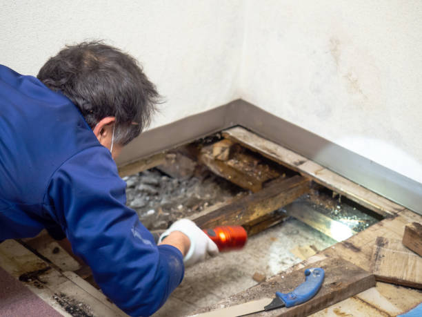 Best Black Mold Remediation in Honeygo, MD