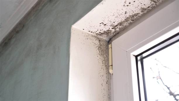 Professional Mold Remediation in Honeygo, MD