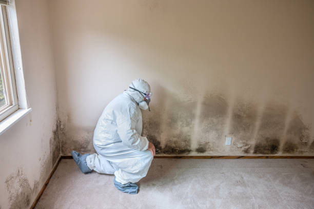 Best Localized Mold Remediation (e.g., coastal areas, humid climates) in Honeygo, MD