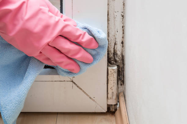 Professional Mold Remediation in Honeygo, MD